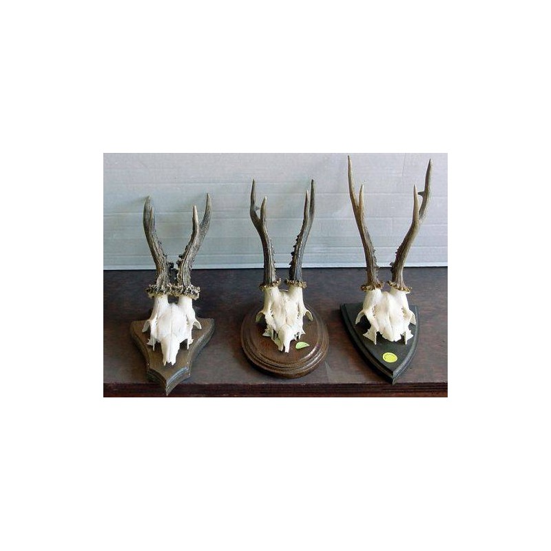 Trofeo di capriolo in bianco