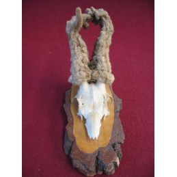 Trofeo di capriolo: PARRUCCA