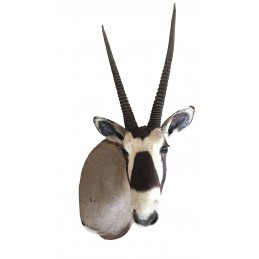 Trofeo di ORICE tassidermizzato