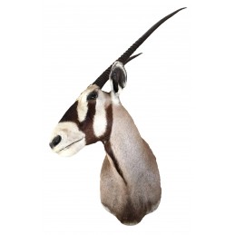 Trofeo di ORICE tassidermizzato