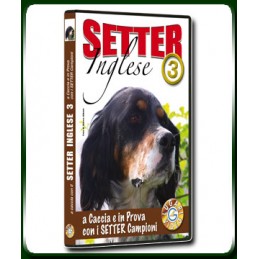 SETTER Inglese 3 a Caccia e in Prova con i SETTER Campioni