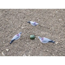 Giostra per colombacci e piccioni