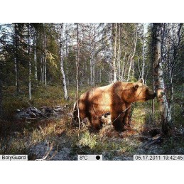 Fototrappola Scout Guard BG584MK - Servizio In-cloud MOLNUSSG