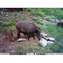 Fototrappola Scout Guard BG584MK - Servizio In-cloud MOLNUSSG