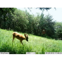 Fototrappola Scout Guard BG584MK - Servizio In-cloud MOLNUSSG