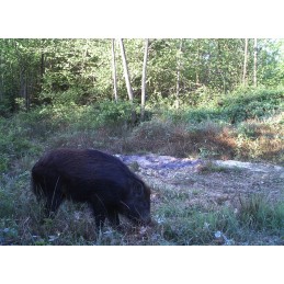 Fototrappola Scout Guard SG 520 invisibile