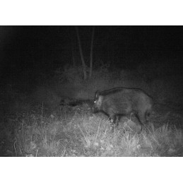 Fototrappola Scout Guard SG 520 invisibile