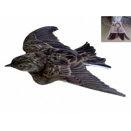 Allodola ali aperte in penna