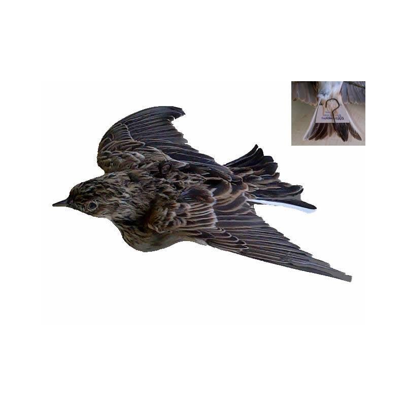 Allodola ali aperte in penna