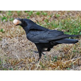 10 uova finte per caccia ai corvidi