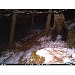 Fototrappola Cuddeback C1 Flash Fototrappola Cuddeback C1 Flash