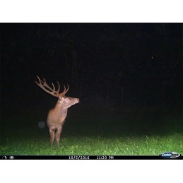 Fototrappola Cuddeback C1 Flash Fototrappola Cuddeback C1 Flash