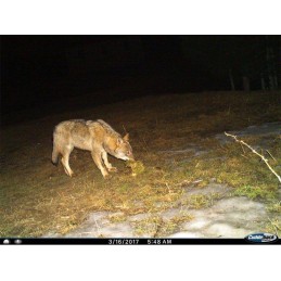 Fototrappola Cuddeback C1 Flash Fototrappola Cuddeback C1 Flash