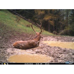 Fototrappola Cuddeback C2 IR