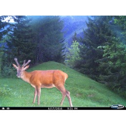 Fototrappola Cuddeback C2 IR