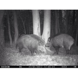 Catrame vegetale per cinghiali 5 Kg