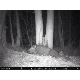 Catrame vegetale per cinghiali 5 Kg