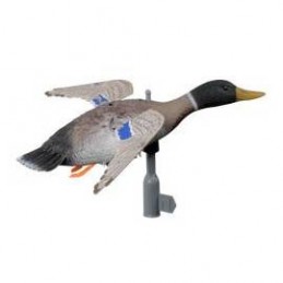 Germano maschio in volo ad ali girevoli German