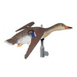 Germano femmina in volo ad ali girevoli German