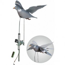 Colombaccio ali battenti German