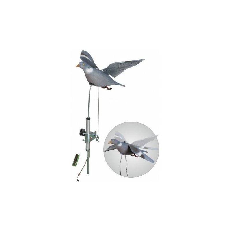 Colombaccio ali battenti German