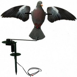 Colombaccio ali battenti in atterraggio German