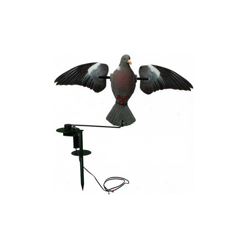 Colombaccio ali battenti in atterraggio German