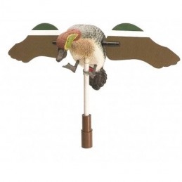 Alzavola maschio ad ali girevoli ala piatta German