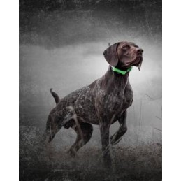 PROMO SHOCK TEK 1.5 Sistema di localizzazione GPS Sportdog TEK