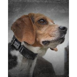 Collare anti abbaio SportDog No Bark