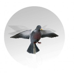 Colombaccio ali battenti German manuale