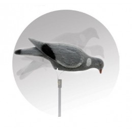 Colombaccio floccato beccante German manuale