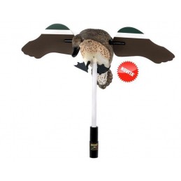 Alzavola femmina ad ali girevoli ala piatta German