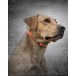 Sportdog trainer 875 - 1 collare - 800 m