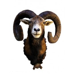 Trofeo di Muflone tassidermizzato
