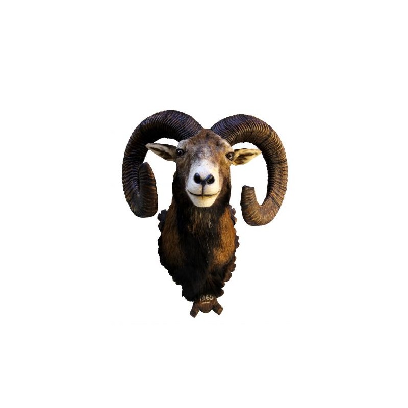 Trofeo di Muflone tassidermizzato