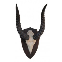 Trofeo di antilope Puku