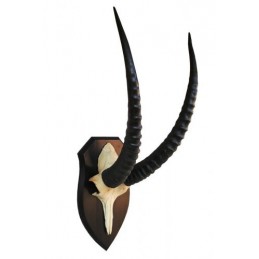 Trofeo di Roan Antelope