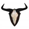 Trofeo di Blu Wildebeest Gnu 02