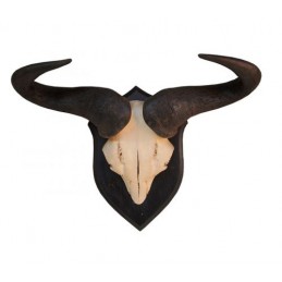 Trofeo di Blue Wildebeest Gnu