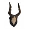Trofeo di red Hartebeest 03