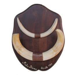 Trofeo di facocero 02