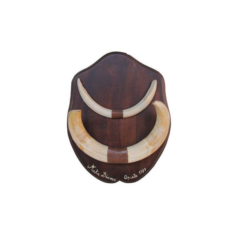 Trofeo di facocero 02