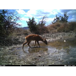 Fototrappola IDS IR PLUS HD CAM GSM SURPRISE Fototrappola IDS IR PLUS HD CAM GSM SURPRISE