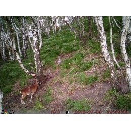 Trophy Blocco 25 kg Trophy Blocco 25 kg