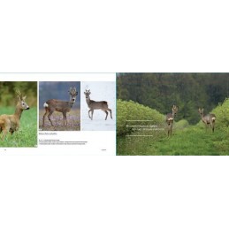 Ungulati: Capriolo, Cervo, Daino, Muflone e Cinghiale