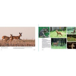 Ungulati: Capriolo, Cervo, Daino, Muflone e Cinghiale