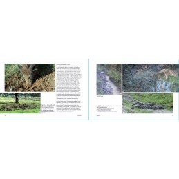 Ungulati: Capriolo, Cervo, Daino, Muflone e Cinghiale