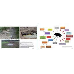 Ungulati: Capriolo, Cervo, Daino, Muflone e Cinghiale