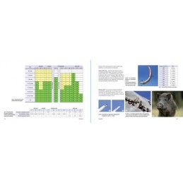 Ungulati: Capriolo, Cervo, Daino, Muflone e Cinghiale